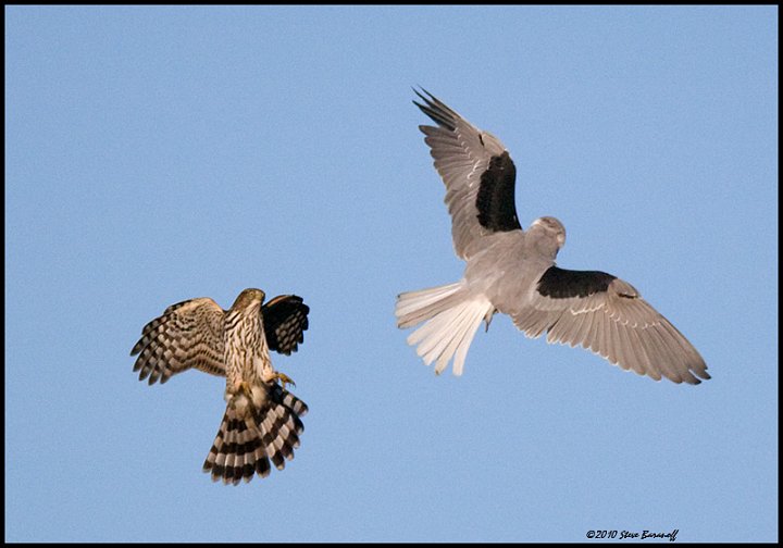 _0SB0907 white-tailed kite and coopers hawk.jpg